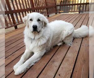 Great Pyrenees Dogs for adoption in Polson, MT, USA