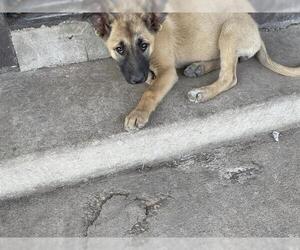 German Shepherd Dog-Unknown Mix Dogs for adoption in San Antonio, TX, USA