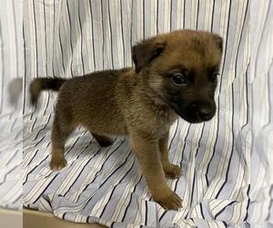 Mutt Dogs for adoption in Modesto, CA, USA