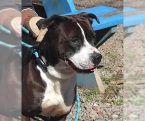 American Pit Bull Terrier-Unknown Mix Dogs for adoption in Marble, NC, USA