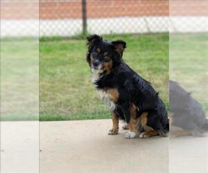 Cavalier King Charles Spaniel-Unknown Mix Dogs for adoption in Grovetown, GA, USA