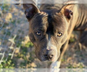 Medium Photo #1 Mutt Puppy For Sale in Tulsa, OK, USA