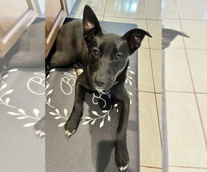 Mutt Dogs for adoption in Springdale, PA, USA