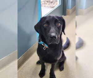 Labrador Retriever Dogs for adoption in Newton, NC, USA