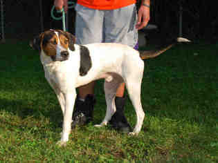 Treeing Walker Coonhound Dogs for adoption in Louisville, KY, USA