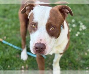 American Pit Bull Terrier-Unknown Mix Dogs for adoption in Tulsa, OK, USA