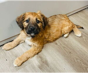 American Pit Bull Terrier-Great Pyrenees Mix Dogs for adoption in Claremore, OK, USA