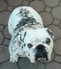 Bulldog Dogs for adoption in Boonton, NJ, USA
