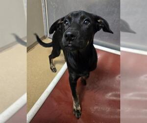 American Pit Bull Terrier-Unknown Mix Dogs for adoption in Sacramento, CA, USA