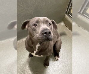 Staffordshire Bull Terrier Dogs for adoption in Lee's Summit, MO, USA