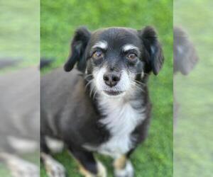Chi-Poo (Miniature) Dogs for adoption in Los Angeles, CA, USA