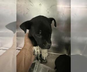 Mutt Dogs for adoption in Bakersfield, CA, USA
