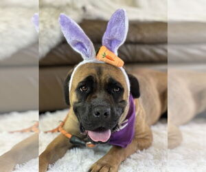 Mastiff Dogs for adoption in Goodyear, AZ, USA