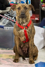 Medium Photo #1 Mutt Puppy For Sale in Clarkston, MI, USA