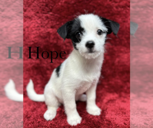 Malchi Dogs for adoption in Grafton, WI, USA