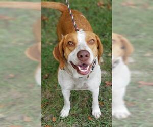 Treeing Walker Coonhound Dogs for adoption in Green Cove Springs, FL, USA