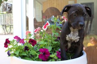 Medium Photo #1 American Pit Bull Terrier-Unknown Mix Puppy For Sale in Pequot Lakes, MN, USA