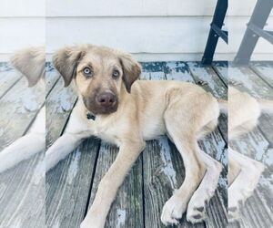 Golden Retriever-Unknown Mix Dogs for adoption in Columbus, IN, USA