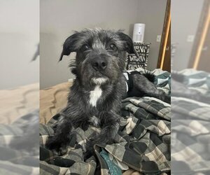 Miniature Schnauzer-Unknown Mix Dogs for adoption in Wichita, KS, USA