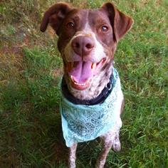 German Shorthaired Pointer Dogs for adoption in Austin, TX, USA