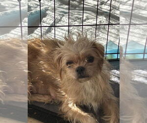 Brussels Griffon-Unknown Mix Dogs for adoption in San Diego , CA, USA
