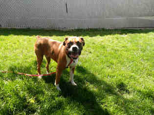 Boxer Dogs for adoption in Salt Lake City, UT, USA