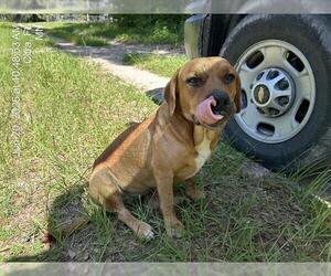 Black Mouth Cur-Unknown Mix Dogs for adoption in Ocala, FL, USA