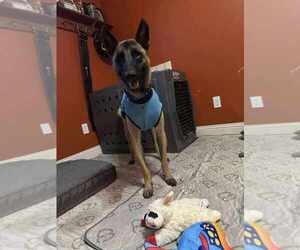 Mutt Dogs for adoption in Imlay City, MI, USA