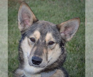 Gerberian Shepsky Dogs for adoption in Huntley, IL, USA