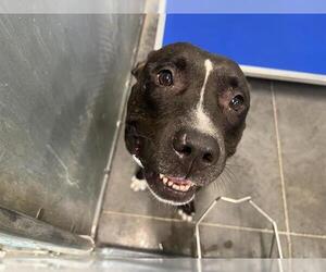 Staffordshire Bull Terrier-Unknown Mix Dogs for adoption in Tavares, FL, USA