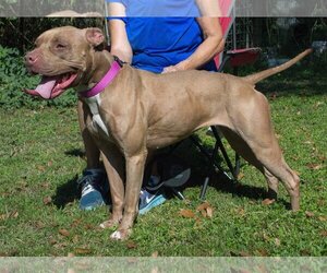 American Pit Bull Terrier-Unknown Mix Dogs for adoption in Humble, TX, USA
