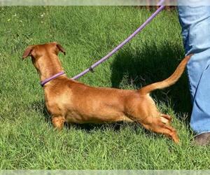 American Pit Bull Terrier-Dachshund Mix Dogs for adoption in Pleasanton, TX, USA
