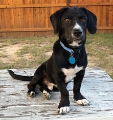 Medium Photo #1 Doxle Puppy For Sale in Pawtucket, RI, USA