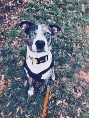 Catahoula Leopard Dog Dogs for adoption in Charlotte, NC, USA