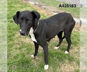 Great Dane-Unknown Mix Dogs for adoption in Conroe, TX, USA