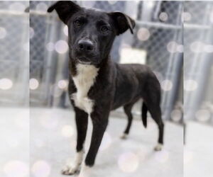 Borador Dogs for adoption in Pottstown, PA, USA