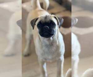 Chug Dogs for adoption in La Verne, CA, USA