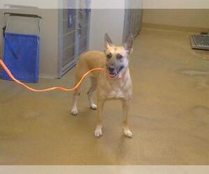 German Shepherd Dog-Unknown Mix Dogs for adoption in Sacramento, CA, USA