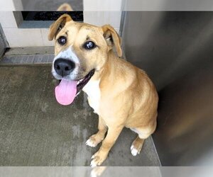 Boxador Dogs for adoption in Orange, CA, USA