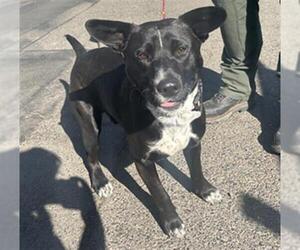 American Pit Bull Terrier-Border Collie Mix Dogs for adoption in Sacramento, CA, USA