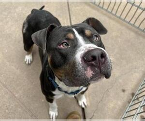 Mutt Dogs for adoption in Martinez, CA, USA