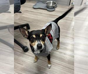 Chihuahua-Unknown Mix Dogs for adoption in Baytown, TX, USA