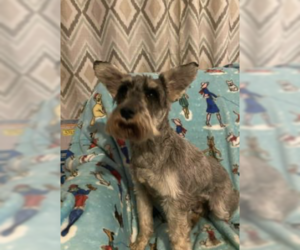 Mutt Dogs for adoption in Westwood, NJ, USA
