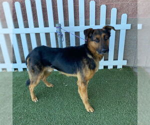 German Shepherd Dog-Unknown Mix Dogs for adoption in Modesto, CA, USA