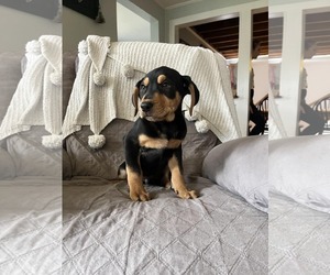 Black and Tan Coonhound-Labrador Retriever Mix Dogs for adoption in SHERBURNE, NY, USA