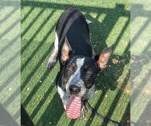 Mutt Dogs for adoption in Rockwall, TX, USA