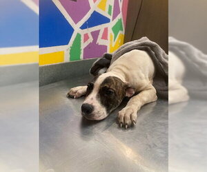 Mutt Dogs for adoption in Baytown, TX, USA