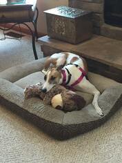 Greyhound Dogs for adoption in Aurora, OH, USA