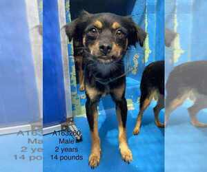 Chihuahua-Unknown Mix Dogs for adoption in Calgary, Alberta, Canada