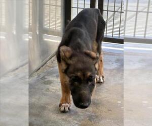German Shepherd Dog Dogs for adoption in Norco, CA, USA